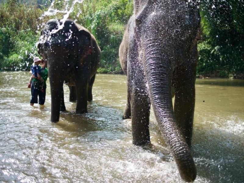  Elephant Sanctuary + Zipline Chiang Mai 